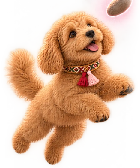 Miski, a fluffy golden puppy with red tassels on her collar, jumping happily